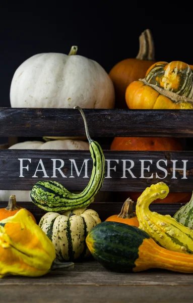 Fresh organic pumpkins — Stock Photo, Image