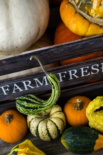 Calabazas orgánicas frescas — Foto de Stock