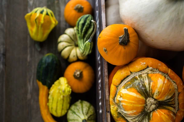 Verse organische pompoenen — Stockfoto