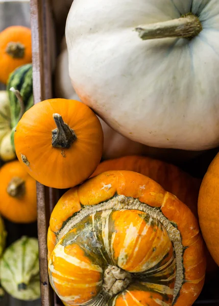 Taze organik kabaklar