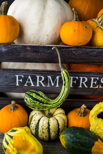 Calabazas orgánicas frescas — Foto de Stock