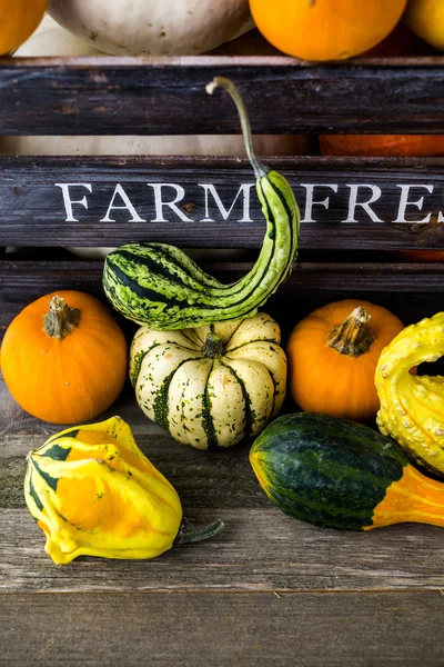 Fresh organic pumpkins — Stock Photo, Image