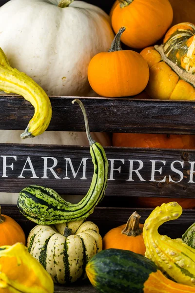 Calabazas orgánicas frescas — Foto de Stock