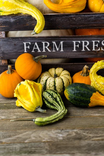 Fresh organic pumpkins — Stock Photo, Image