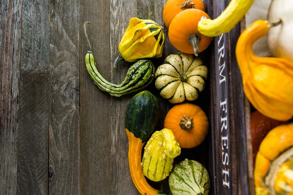 Calabazas orgánicas frescas — Foto de Stock