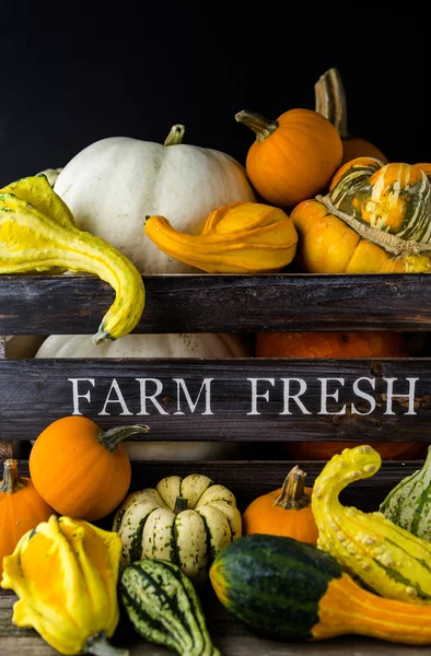 Fresh organic pumpkins — Stock Photo, Image