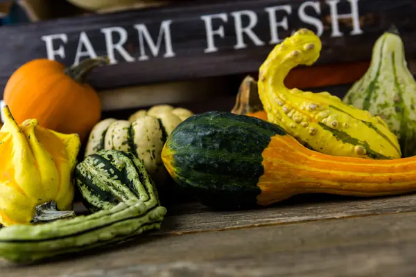 Fresh organic pumpkins — Stock Photo, Image