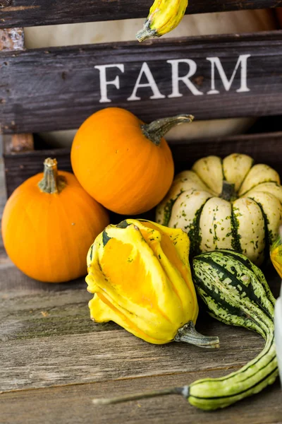 Fresh organic pumpkins — Stock Photo, Image