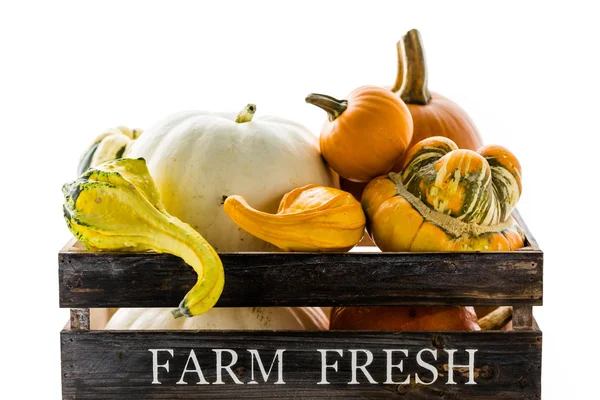 Fresh organic pumpkins — Stock Photo, Image