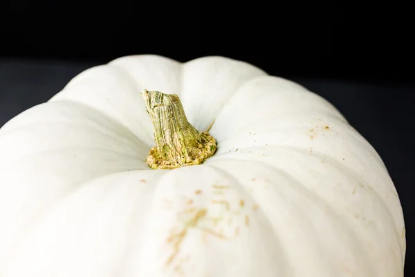 White Pumpkin — Stock Photo, Image