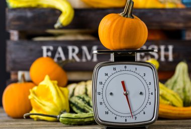 Turuncu kabak ölçeklerde