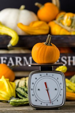 Turuncu kabak ölçeklerde