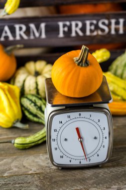 Turuncu kabak ölçeklerde