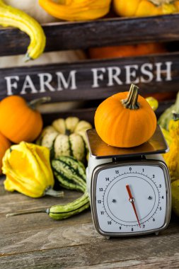 Turuncu kabak ölçeklerde