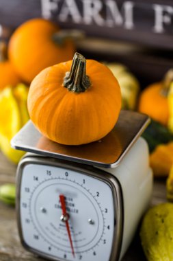 Turuncu kabak ölçeklerde