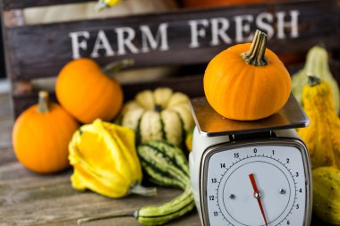 Turuncu kabak ölçeklerde