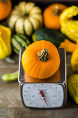 Turuncu kabak ölçeklerde
