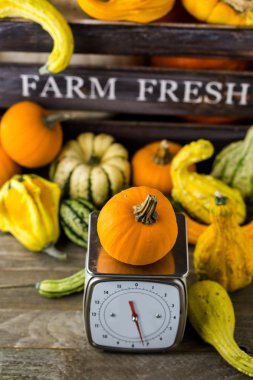 Turuncu kabak ölçeklerde