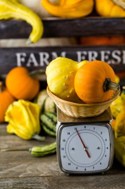 Turuncu kabak ölçeklerde