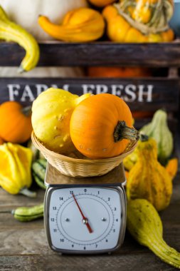 Turuncu kabak ölçeklerde