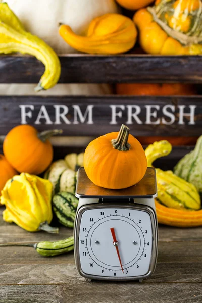 Turuncu kabak ölçeklerde