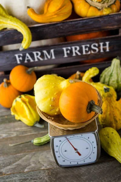 Orange Pumpkin on scales — Stock Photo, Image