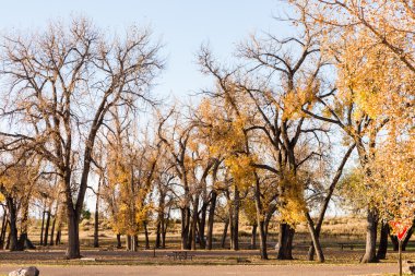 Sonbahar Colorado'da kamp.