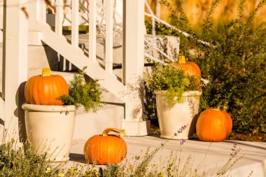 Cadılar Bayramı dekorasyonu, kabaklar