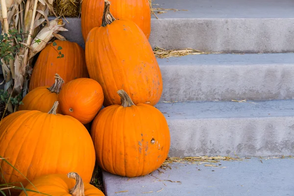 Décor Halloween, citrouilles — Photo