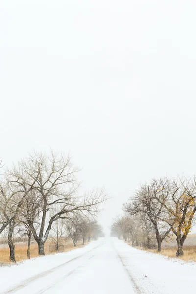 冬、新鮮な朝、雪が道観 — ストック写真