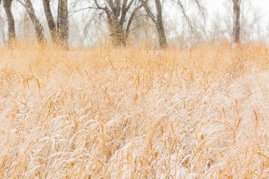 Yaban hayatı sığınma evi alan taze kar sonra