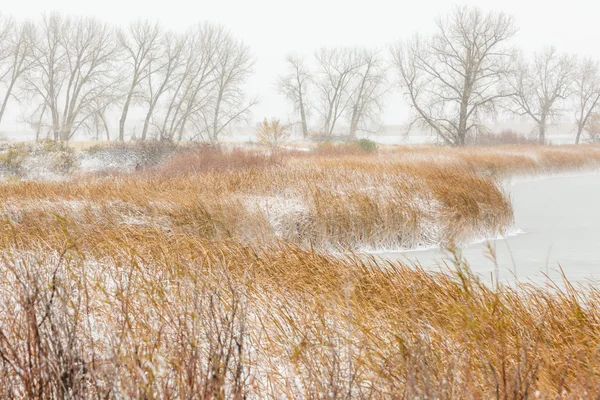 Área de refugio de vida silvestre después de nieve fresca — Foto de Stock