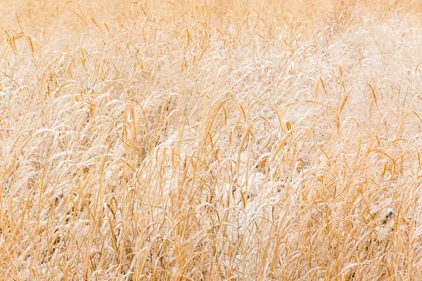 Área de refúgio de vida selvagem após neve fresca — Fotografia de Stock