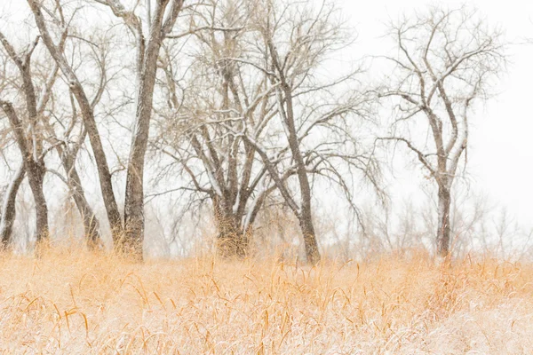 Wildlife refuge area after fresh snow — Stock Photo, Image