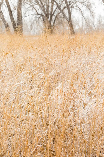 Wildlife refuge gebied na verse sneeuw — Stockfoto