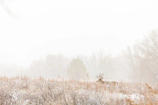 Winter, Neuschnee am Morgen — Stockfoto