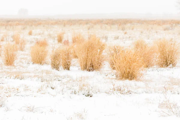 Wildlife refuge area after fresh snow — Stock Photo, Image