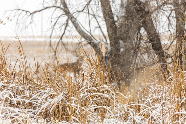 Ciervos en el área de refugio de vida silvestre — Foto de Stock