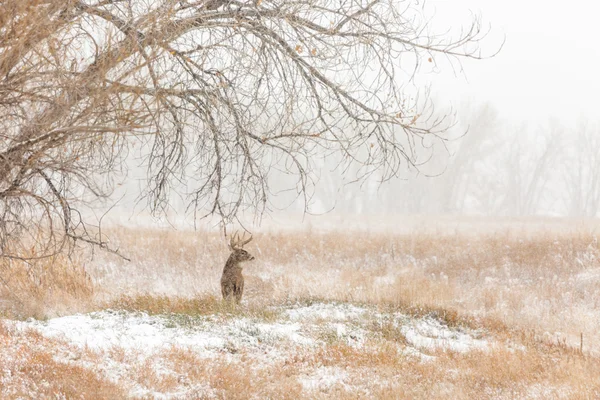 Deer at wildlife refuge area — Stock Photo, Image