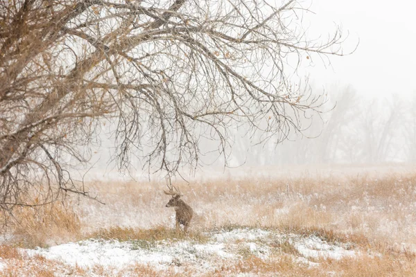 Deer at wildlife refuge area — Stock Photo, Image