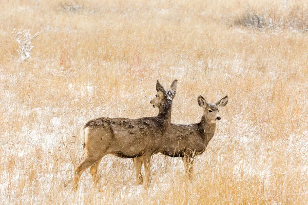 야생 동물 피난 지역에서 Deers — 스톡 사진