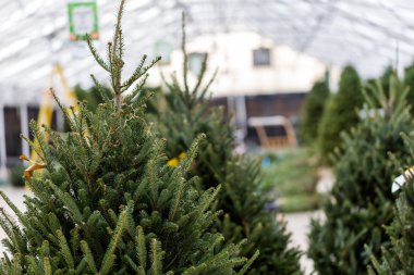 Noel ağacı çiftliği