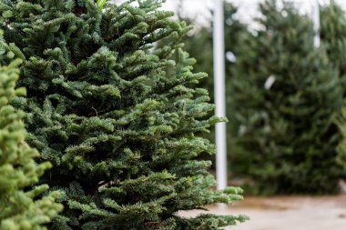 Noel ağacı çiftliği