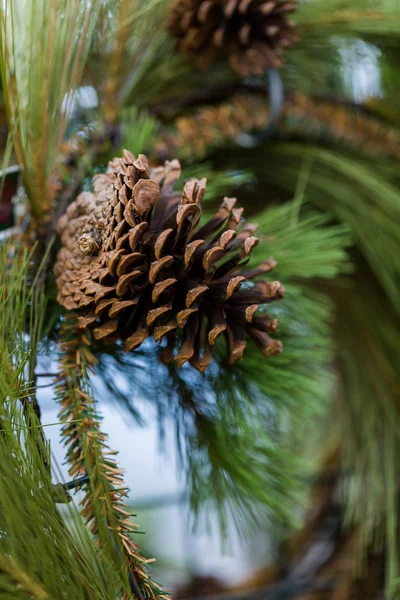 Fir cone vista de perto — Fotografia de Stock