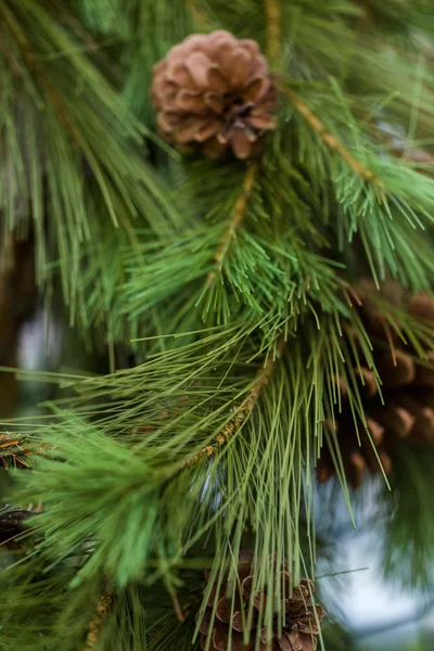 Fir cone vista de perto — Fotografia de Stock