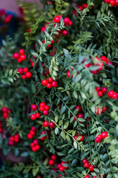 Fechar a grinalda de Natal — Fotografia de Stock