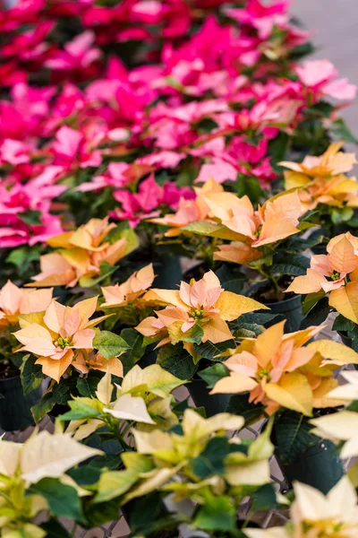 Poinsettia for sale — Stock Photo, Image