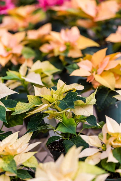 Poinsettia for sale — Stock Photo, Image