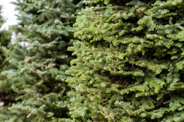 Christmas tree farm — Stock Photo, Image