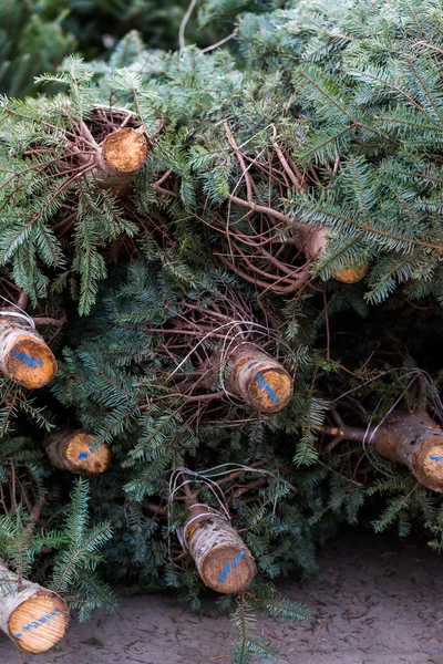 Ferme d'arbre de Noël — Photo